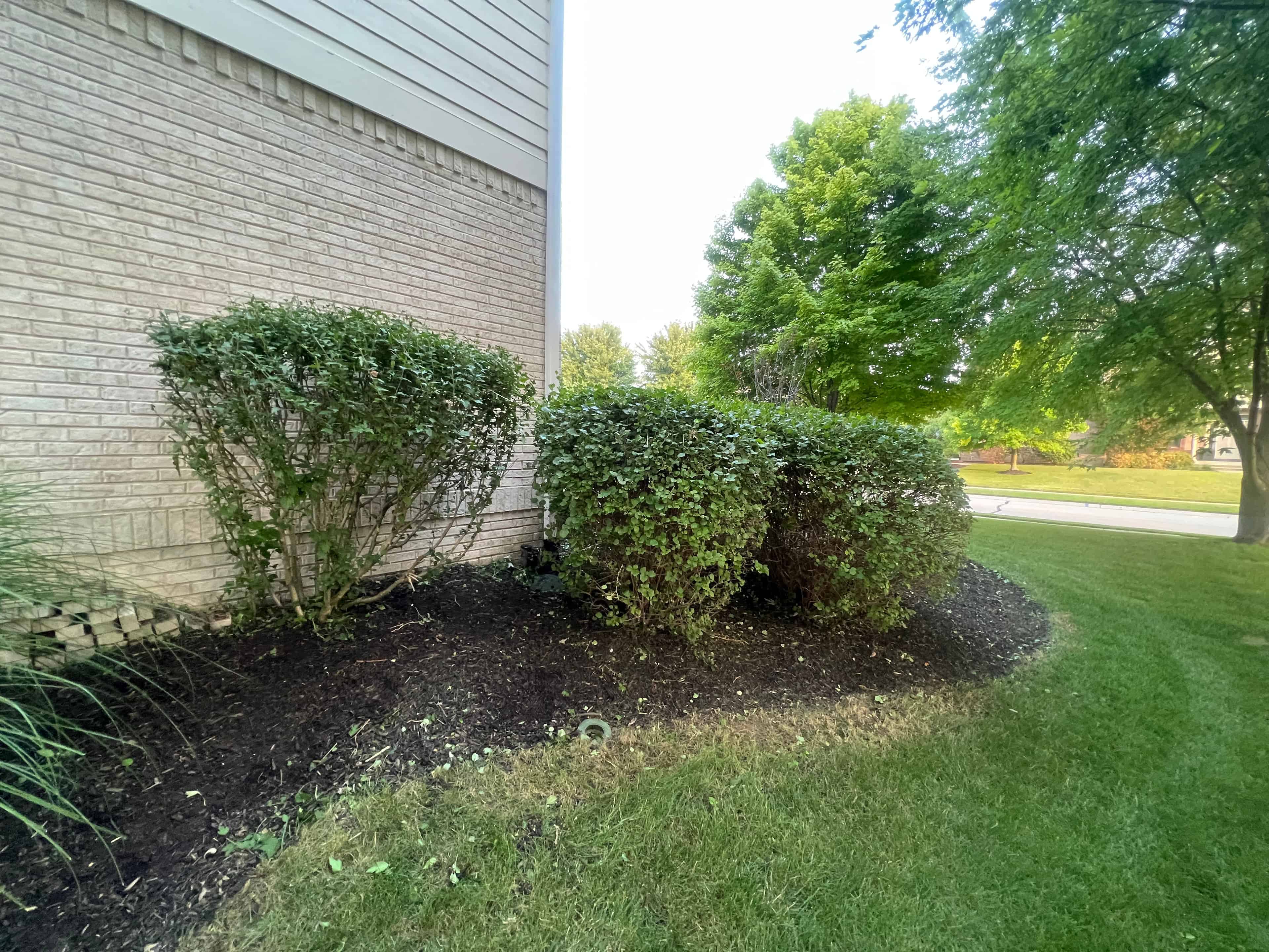 Tree/Shrub Trimming and Removal image