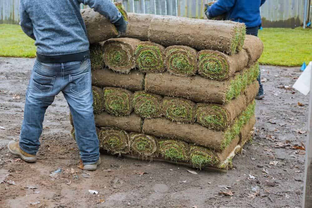 Sod image