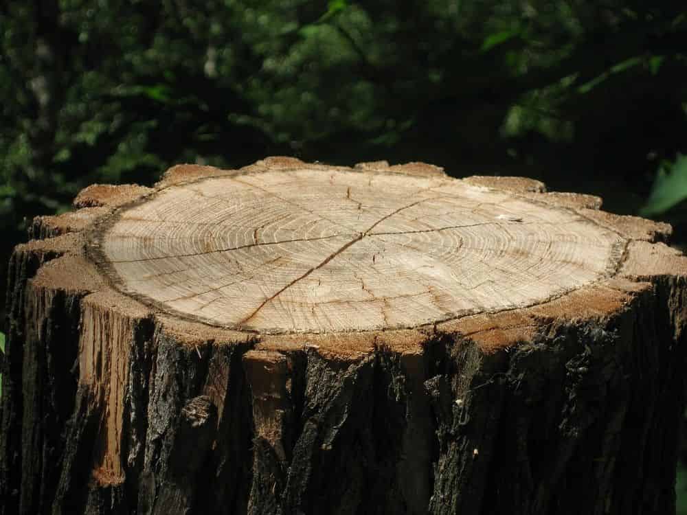 Stump Grinding image