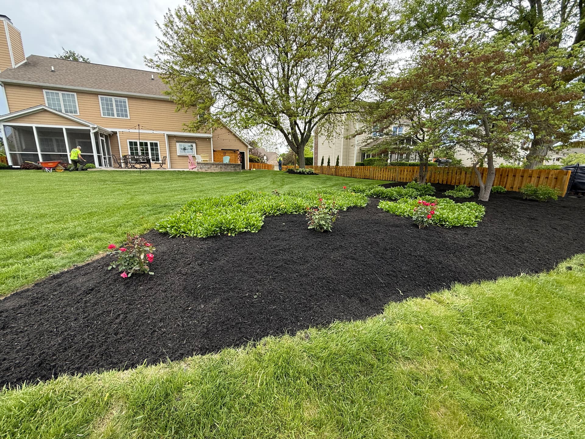 Gallery photos for Front Yard Landscape Redesign with New Shrubs and Black Mulch: Image #6