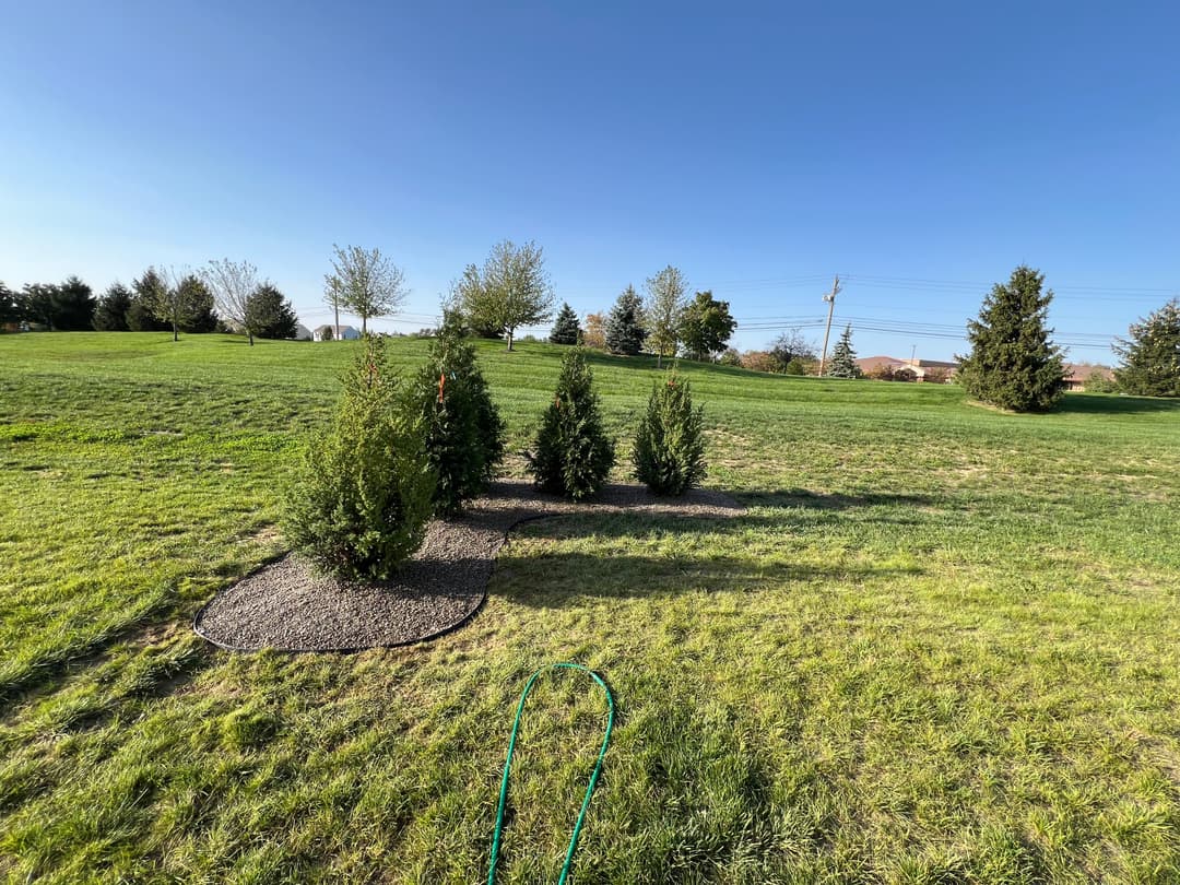 Five evergreen trees on a grassy landscape under a clear blue sky.