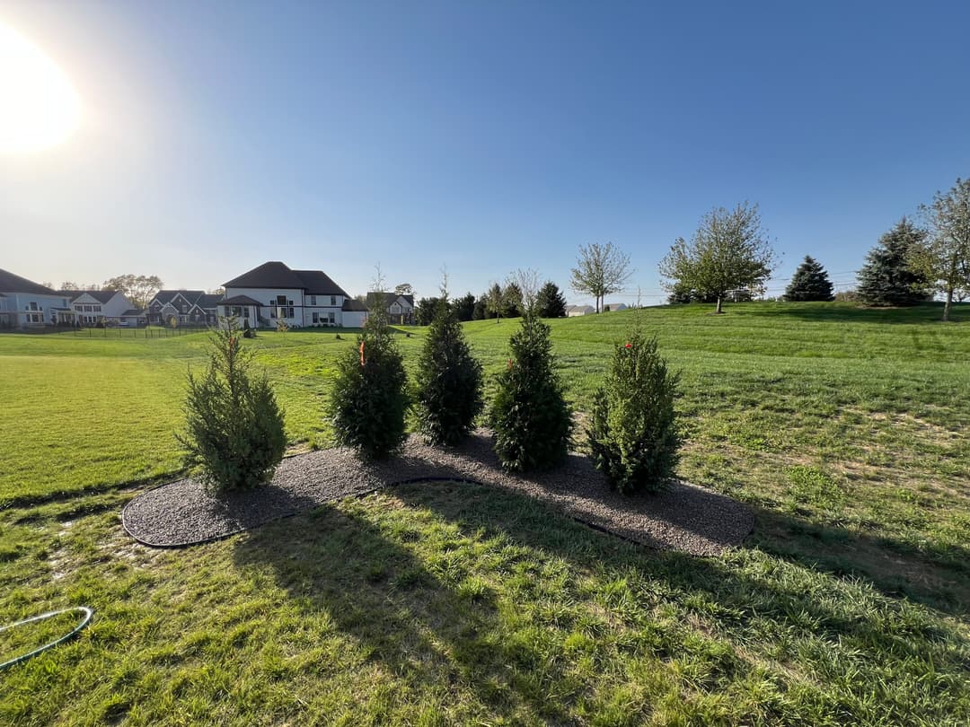 Group of evergreen shrubs planted in a landscaped yard with a clear blue sky.