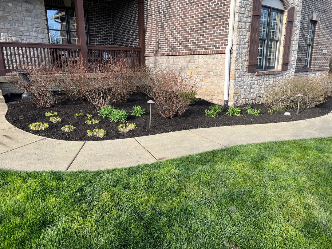 Flower bed with mulched plants and pathway in front of a brick house. Green lawn in foreground.