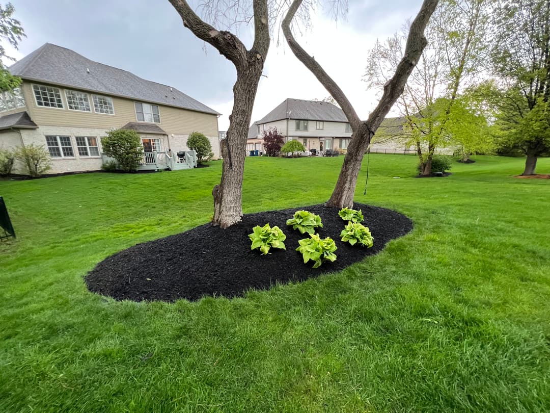 Mulched garden area with hostas near two large trees in a suburban backyard.