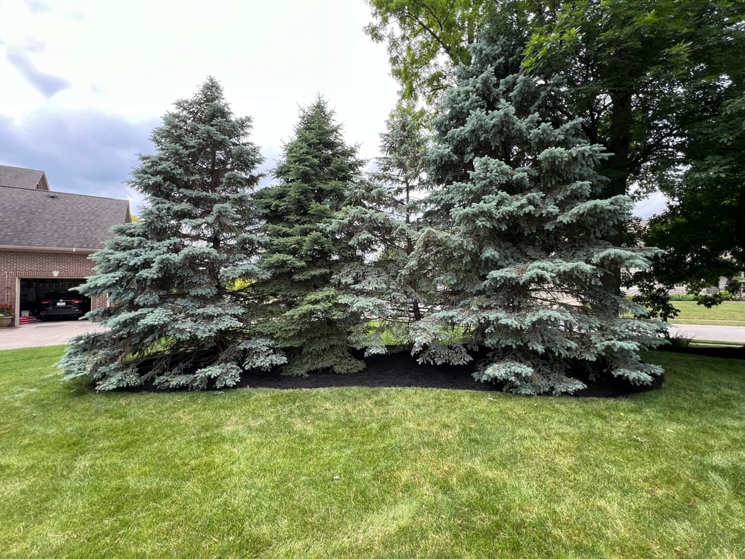 Cluster of evergreen trees with lush green grass and mulch in a residential yard.