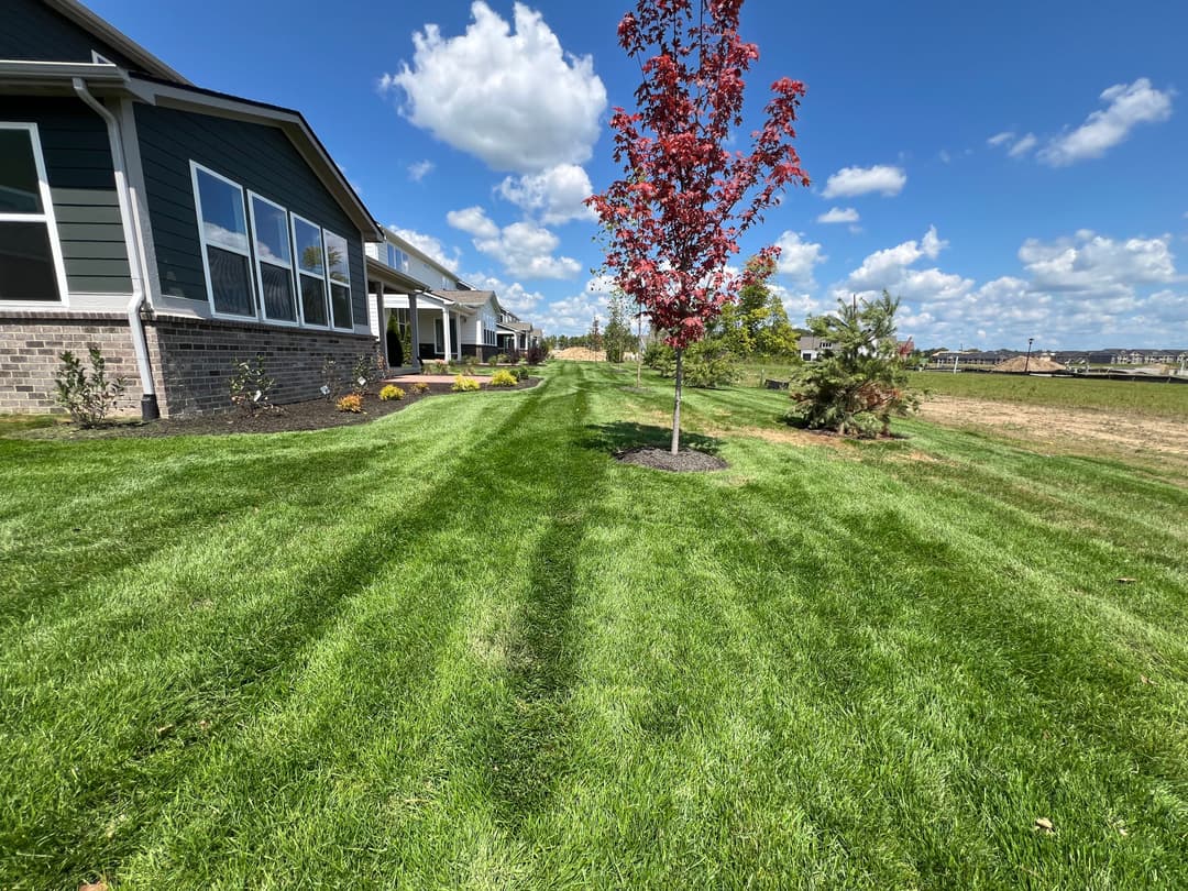 Lush green lawn bordered by homes and a red maple tree under a clear blue sky.