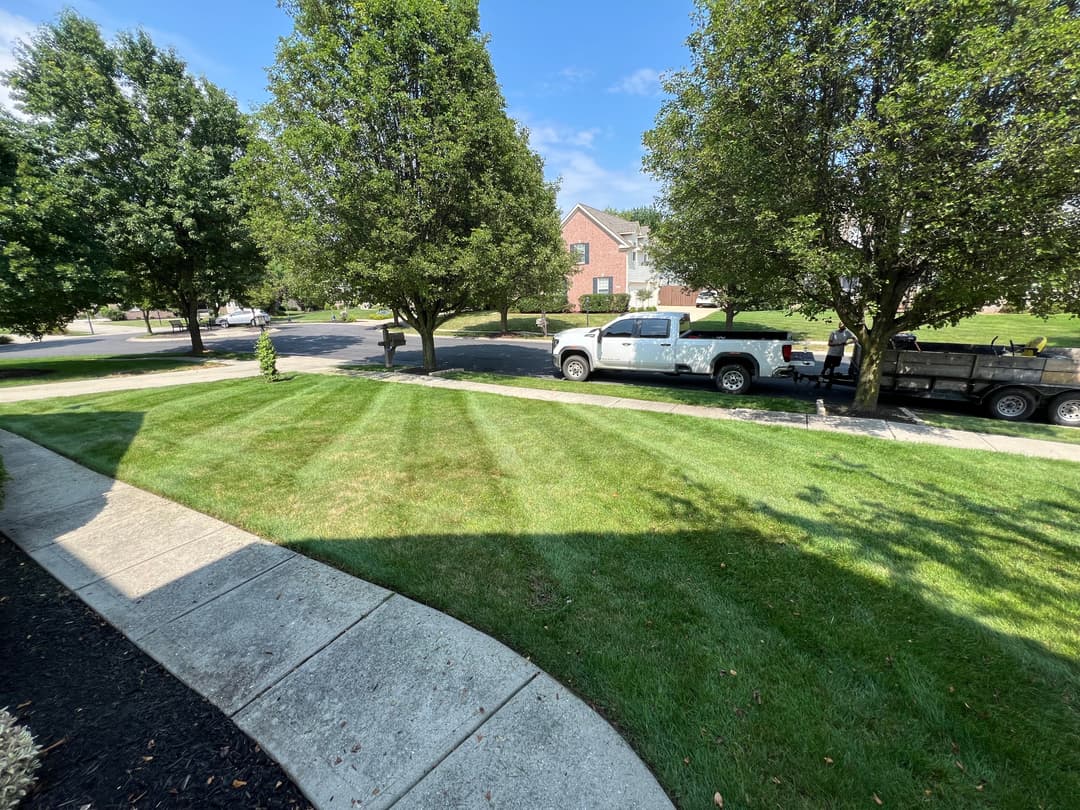 Well-manicured lawn bordered by trees and residential street on a sunny day.