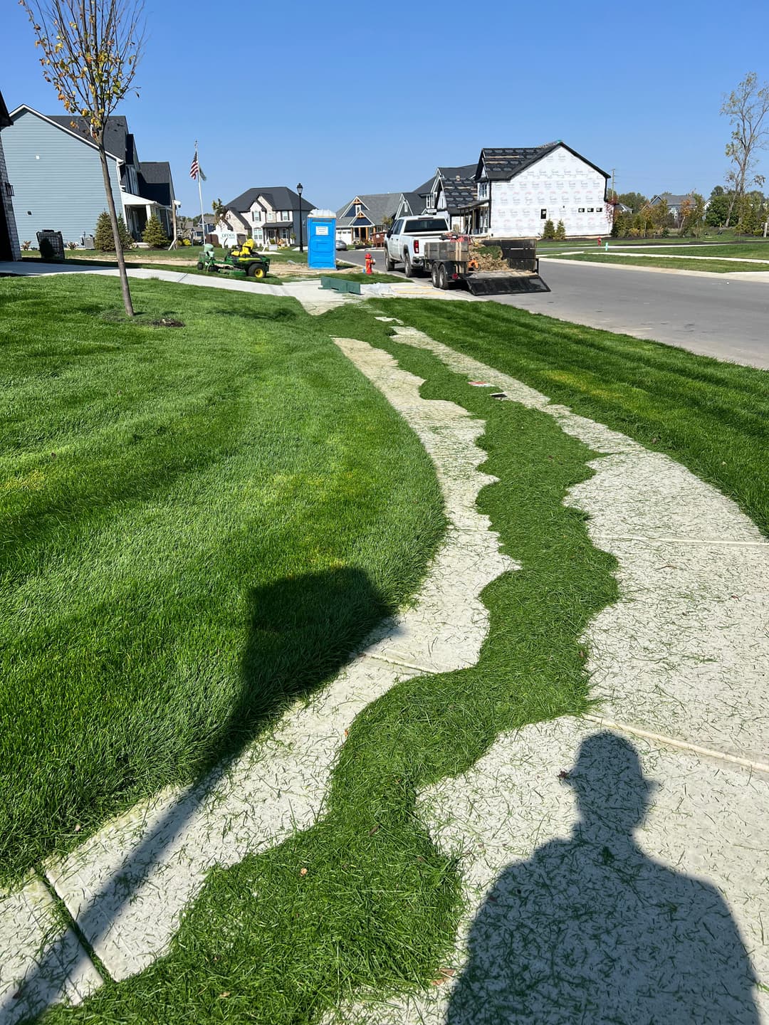 Freshly cut grass forms a winding pattern along a suburban sidewalk on a sunny day.