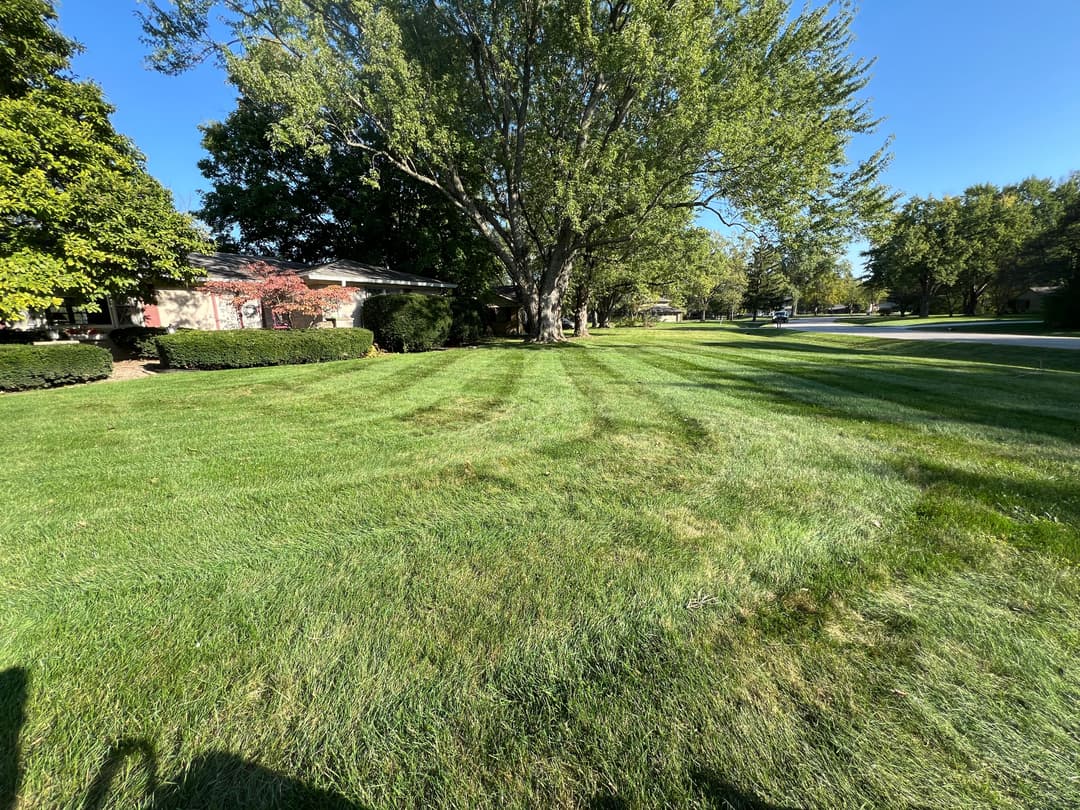 Green lawn with tree and homes under a clear blue sky, showcasing manicured grass patterns.