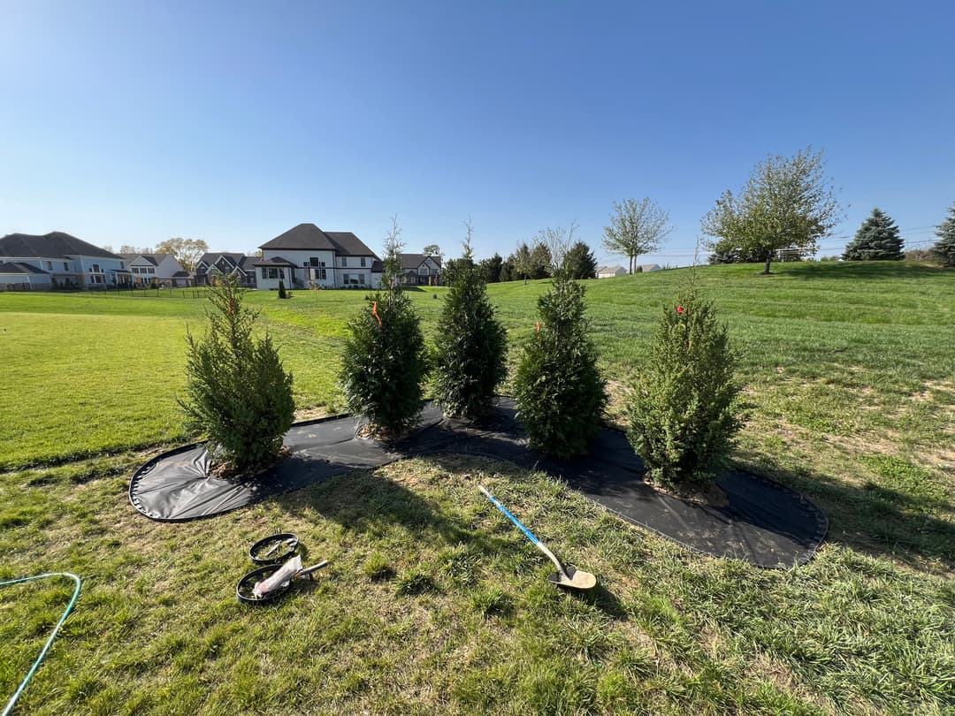 Four evergreen shrubs planted in a landscaped yard on a sunny day. Gardening tools visible.