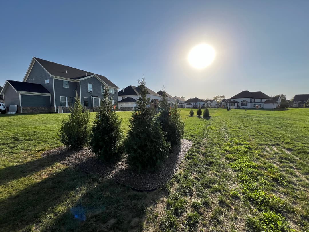 Sunlit suburban landscape with evergreen shrubs and residential homes in the background.