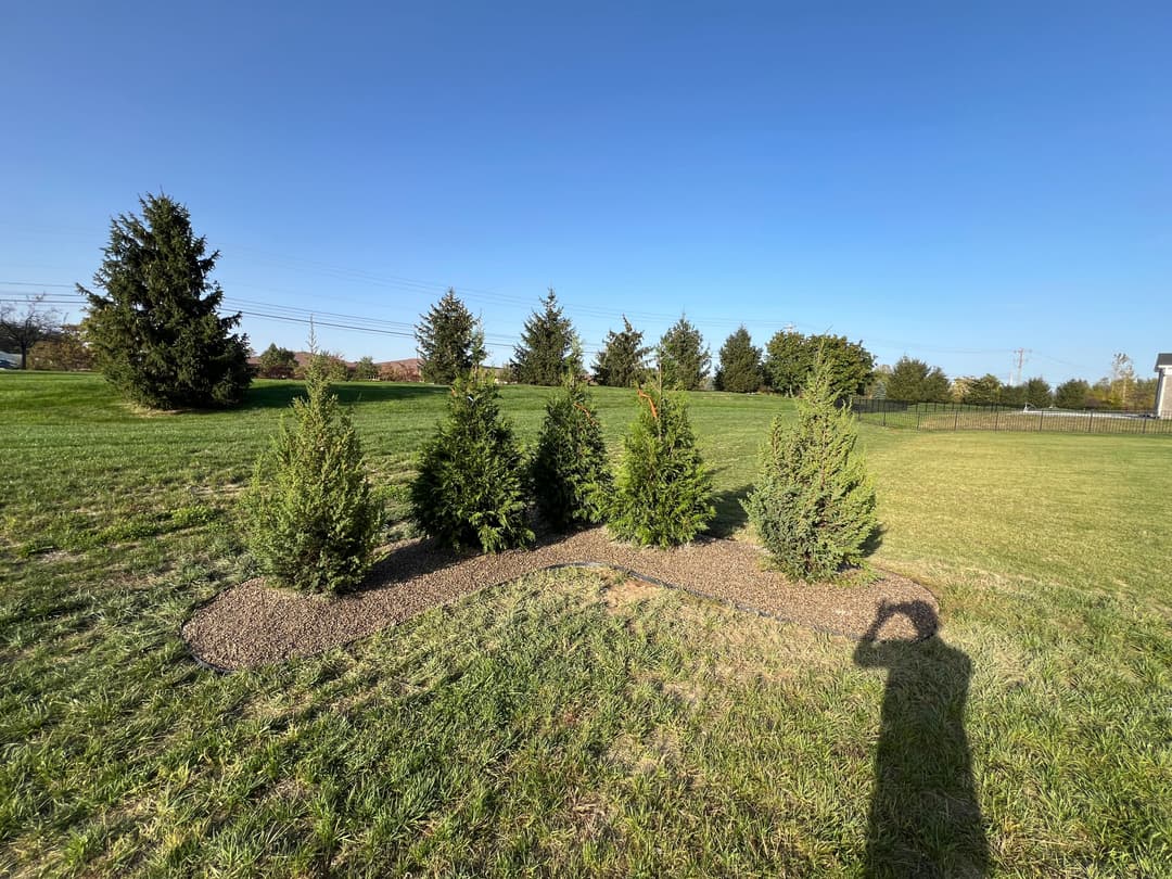 Landscape featuring a curved bed of evergreen shrubs on a grassy field under a clear blue sky.