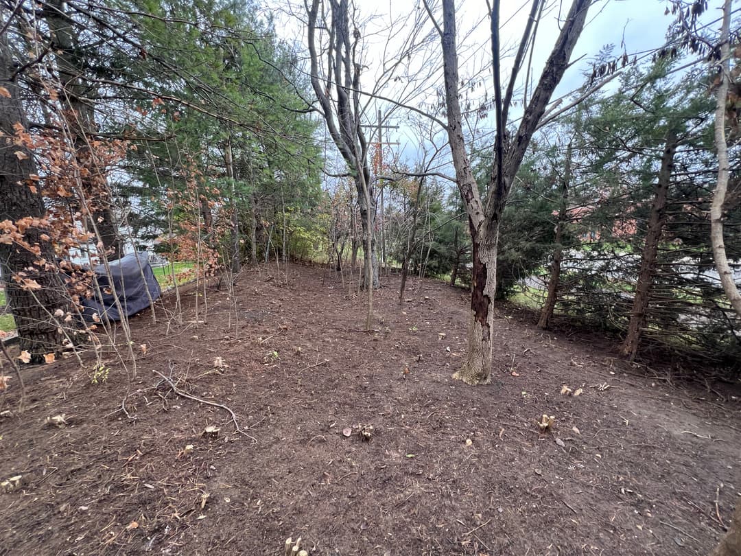 Cleared forested area with sparse trees and underbrush, set against a cloudy sky.