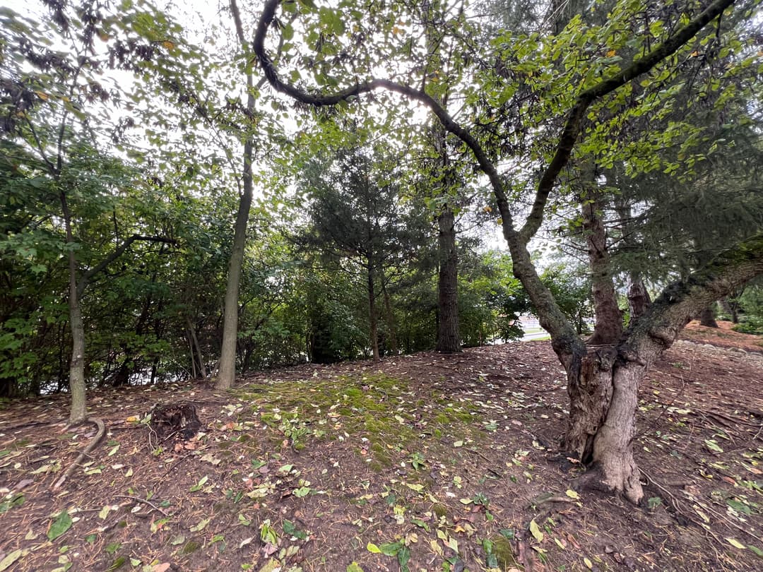 Lush forest scene with trees, greenery, and fallen leaves on a forest floor.