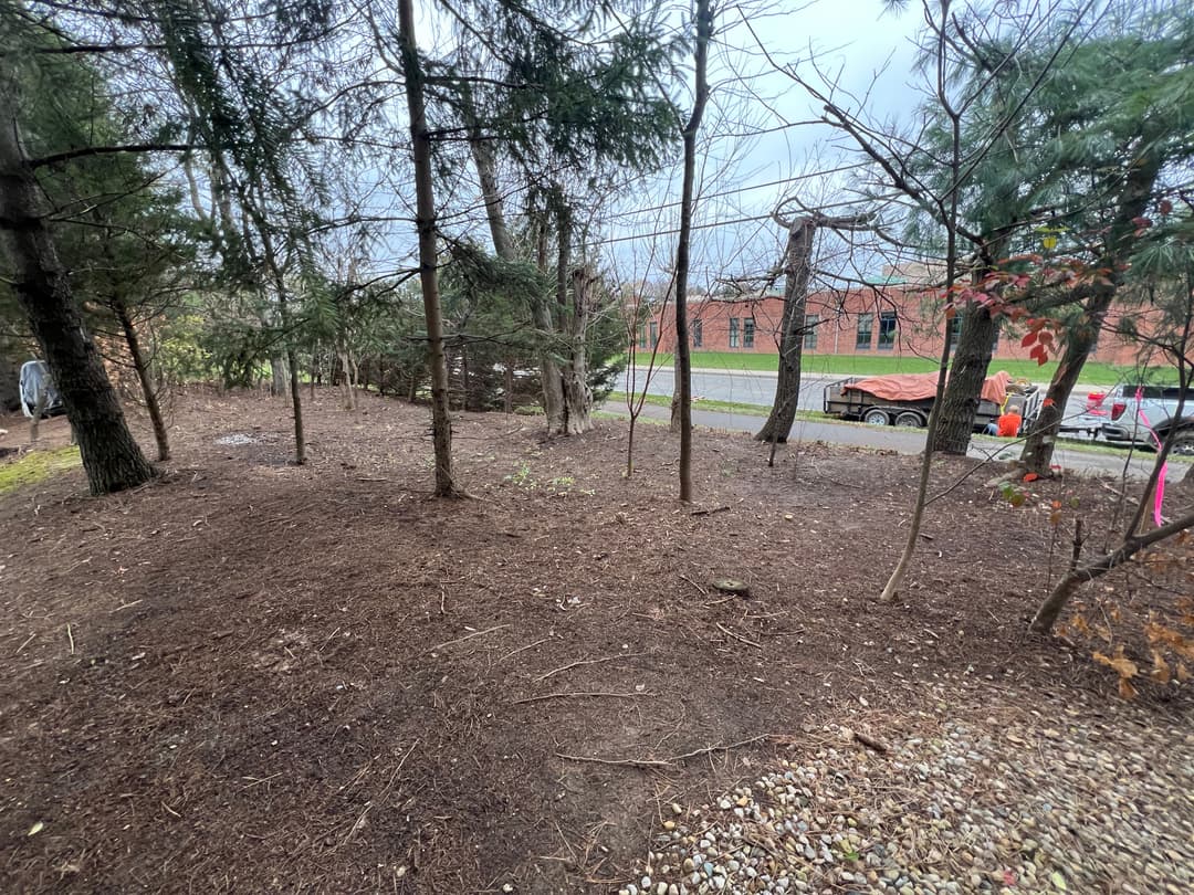 Cleared forest area with sparse trees and gravel path, urban building visible in background.