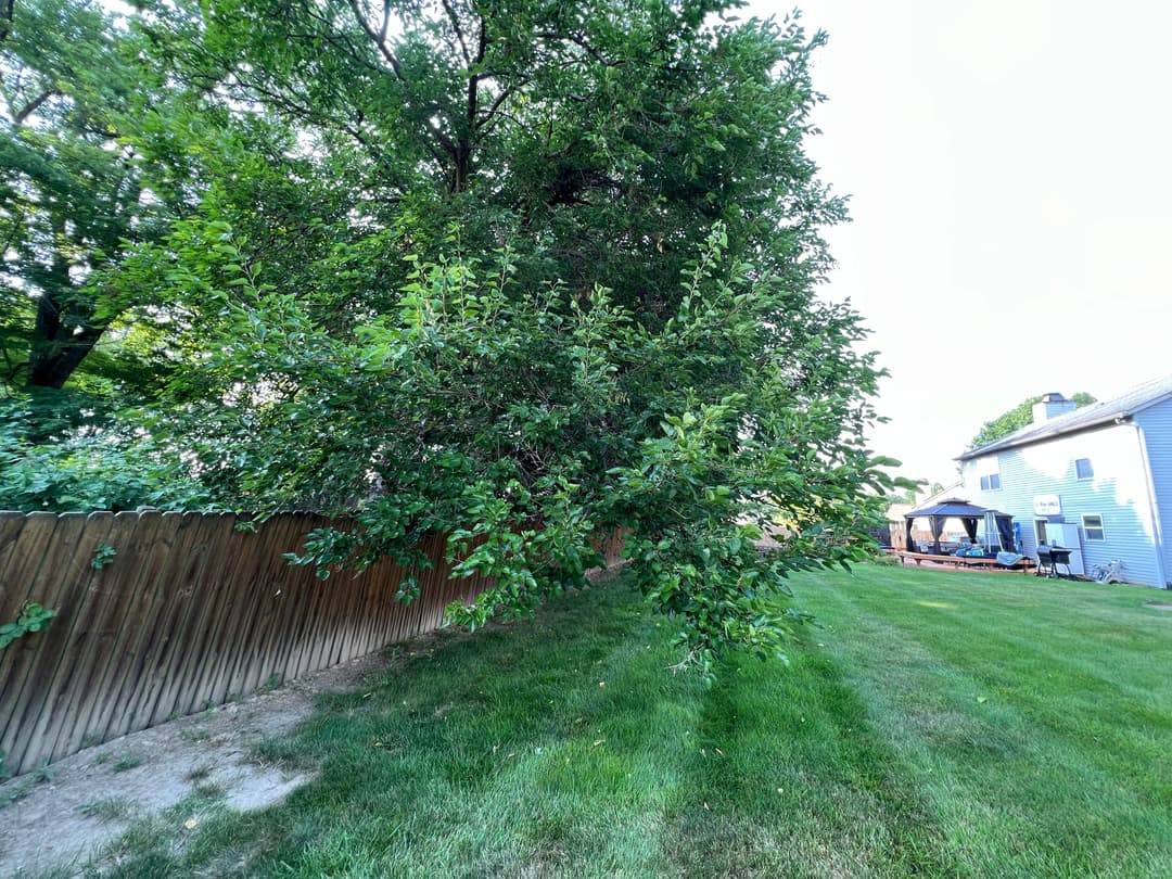 Lush green tree partially overhanging a wooden fence in a well-maintained backyard.