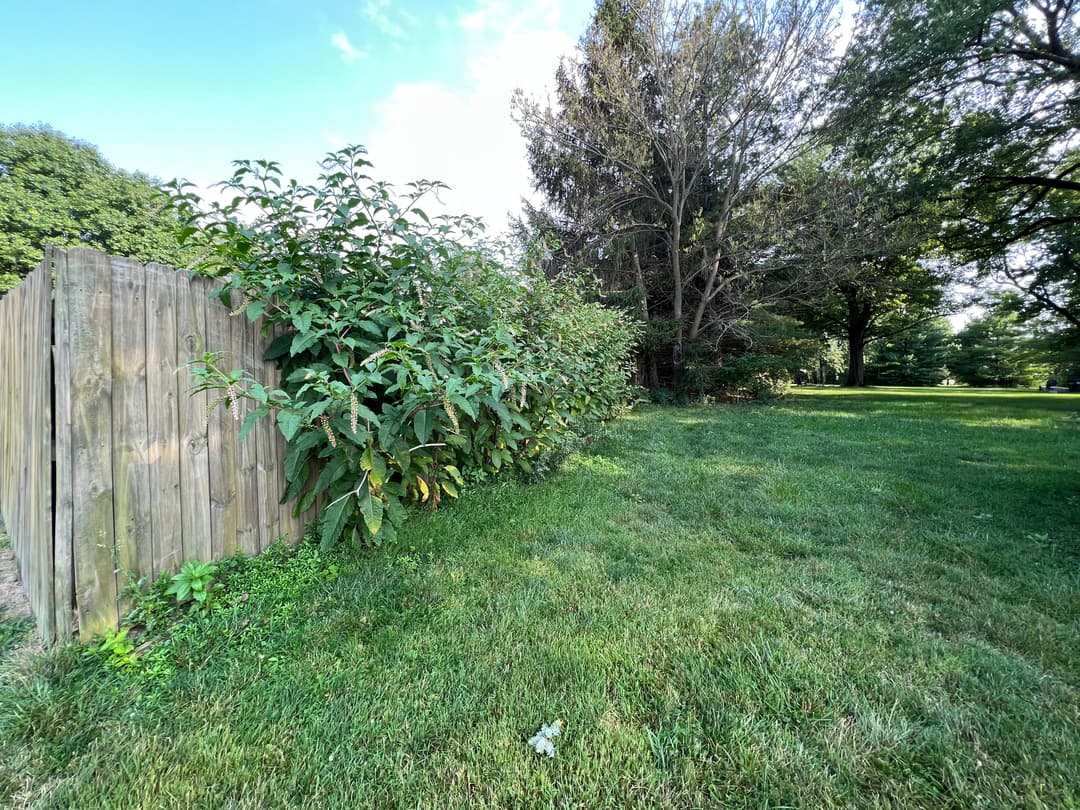 Lush green grass beside a wooden fence and dense foliage in a sunny park setting.