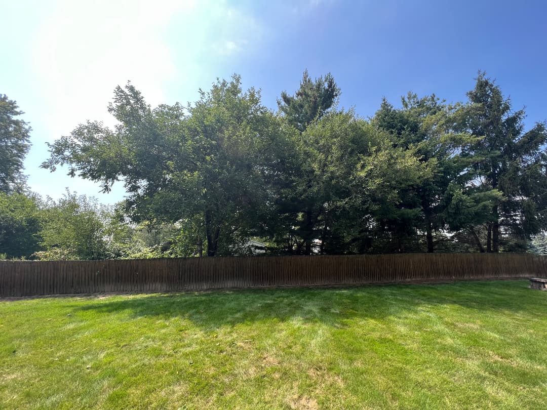 Lush green trees and a wooden fence under a clear blue sky in a backyard setting.