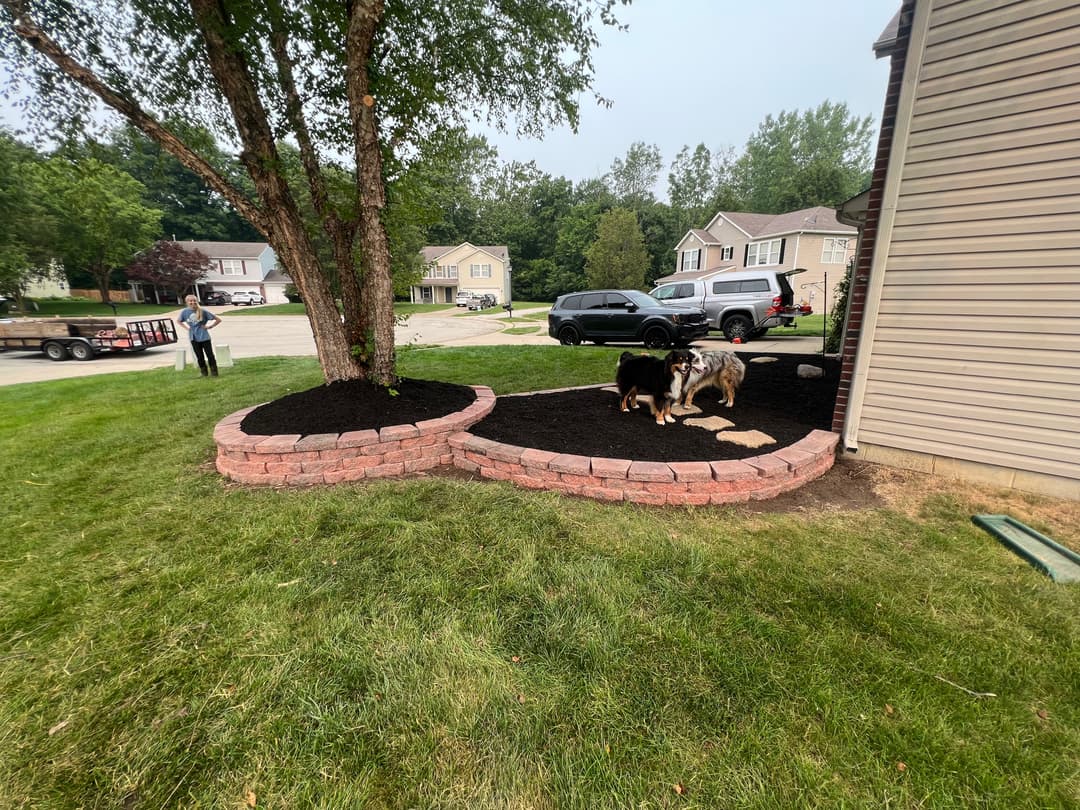 Dogs playing on freshly mulched garden beds next to a house and parked cars.