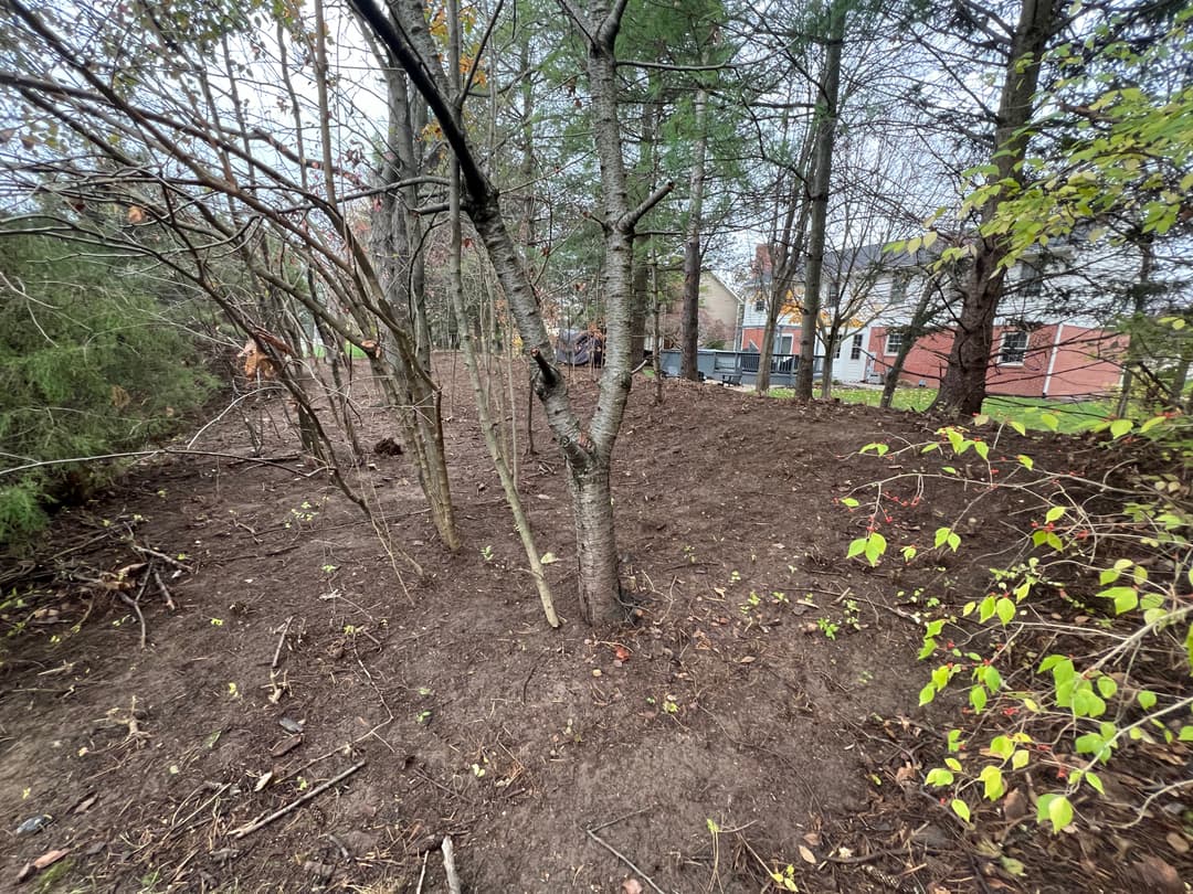 Cleared wooded area with trees and shrubs, revealing a residential backdrop.