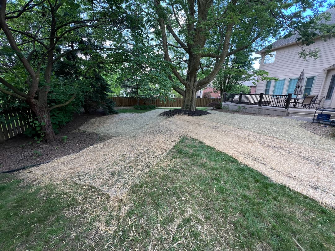 Backyard scene featuring straw-covered landscaping under a large tree, surrounded by greenery.