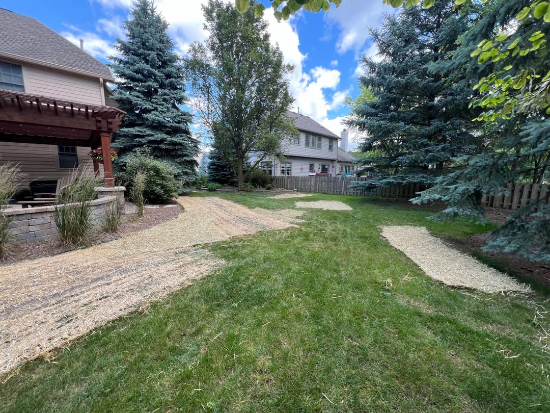 Lawn with straw patches laid on grass, surrounded by evergreen trees and houses.