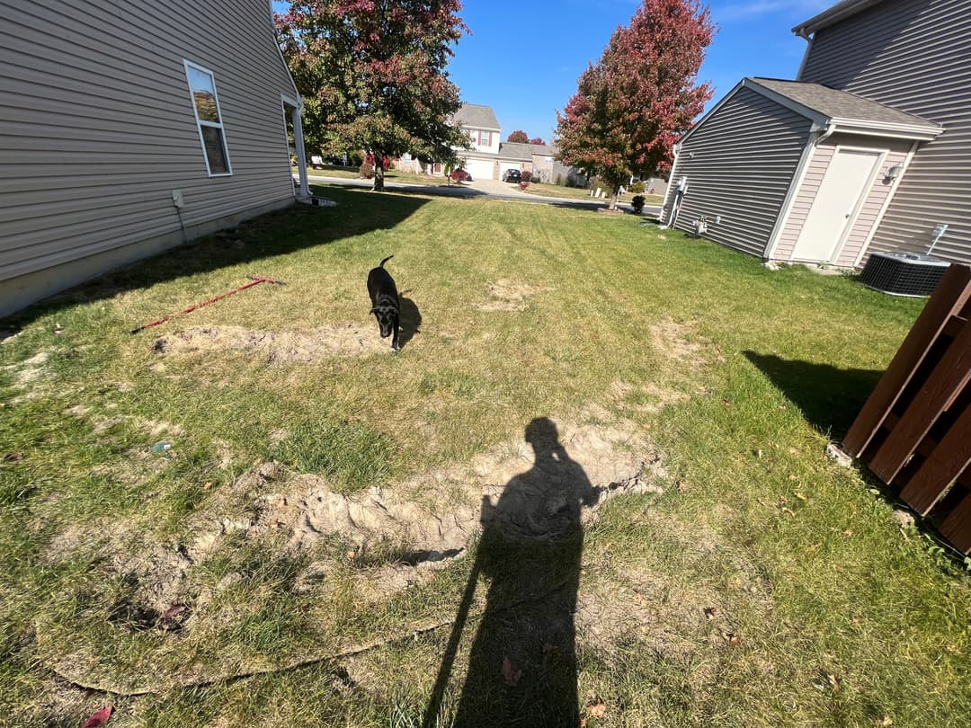 Dog walking across a grassy yard with autumn trees and a shadow of the photographer.