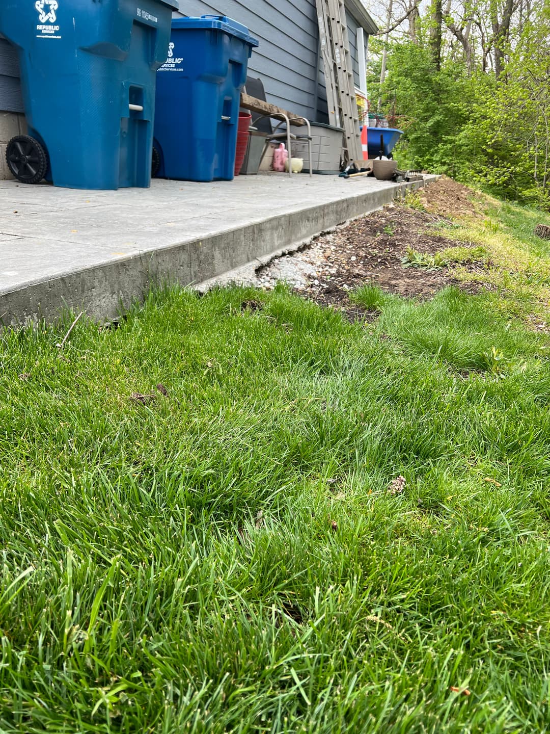 View of a grassy yard with blue trash bins and a concrete path beside a house.