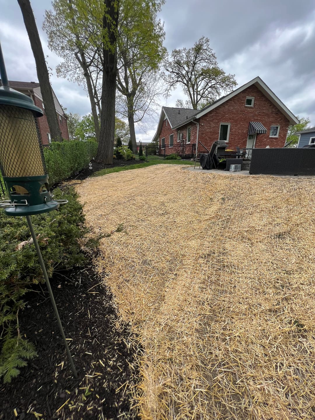 Bare backyard with straw covering, brick house in background, and greenery nearby.