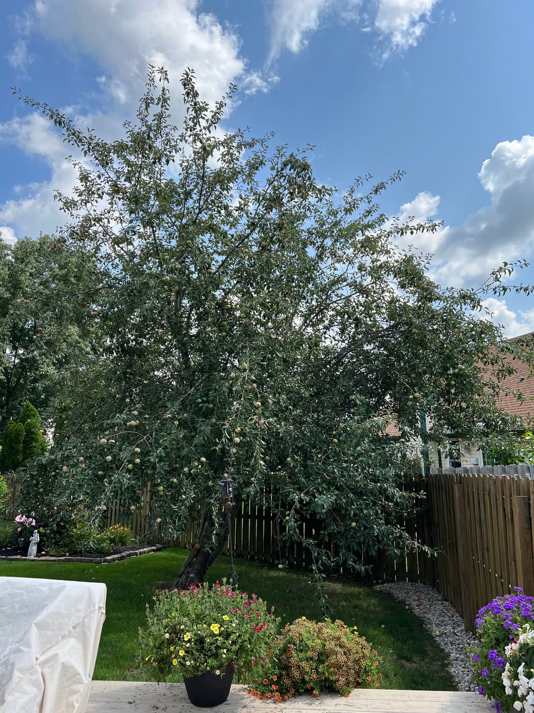 Lush apple tree with green leaves under blue sky and fluffy clouds, backyard garden scene.