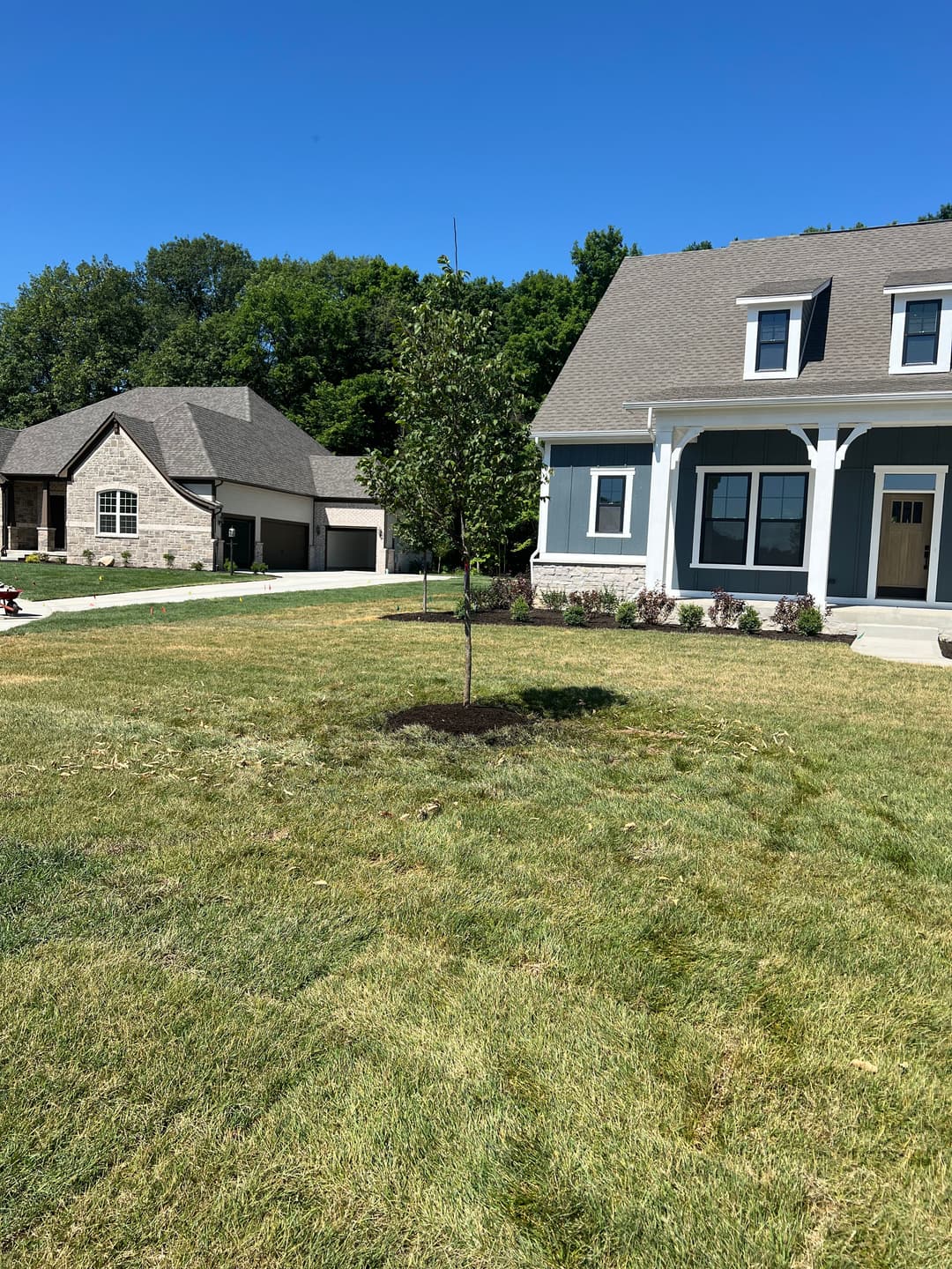 Newly planted tree in a residential front yard with a two-story house nearby.