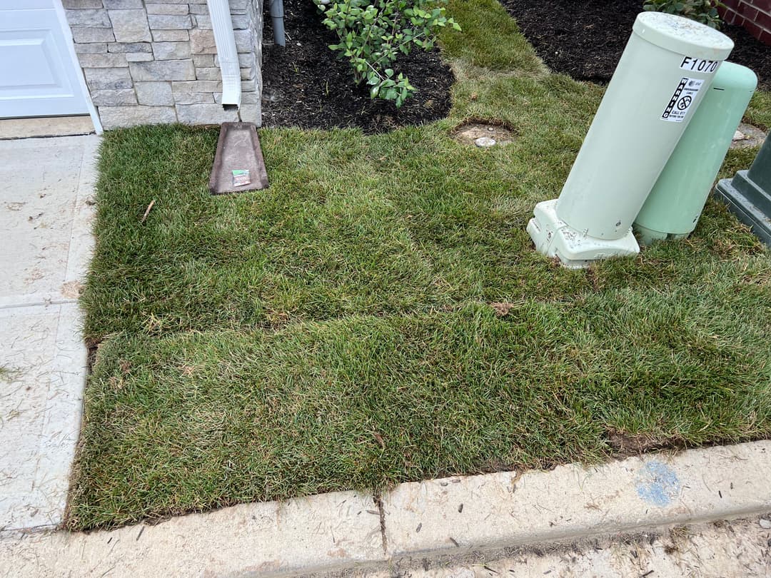 Freshly installed sod next to concrete walkway and utility pipe in residential area.