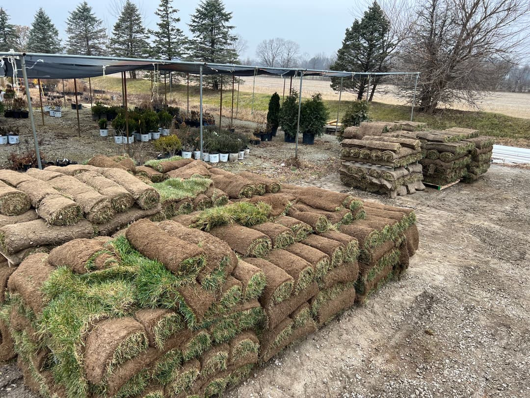 Stacks of rolled sod ready for sale at a nursery with trees and shrubs in the background.