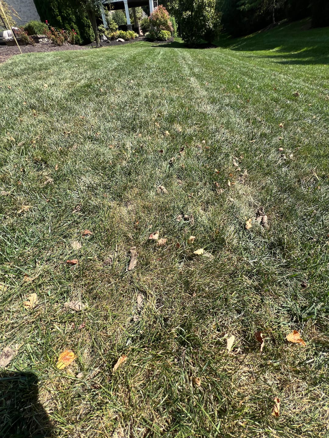 Lawn with uneven patches of grass and scattered fallen leaves in a sunny setting.