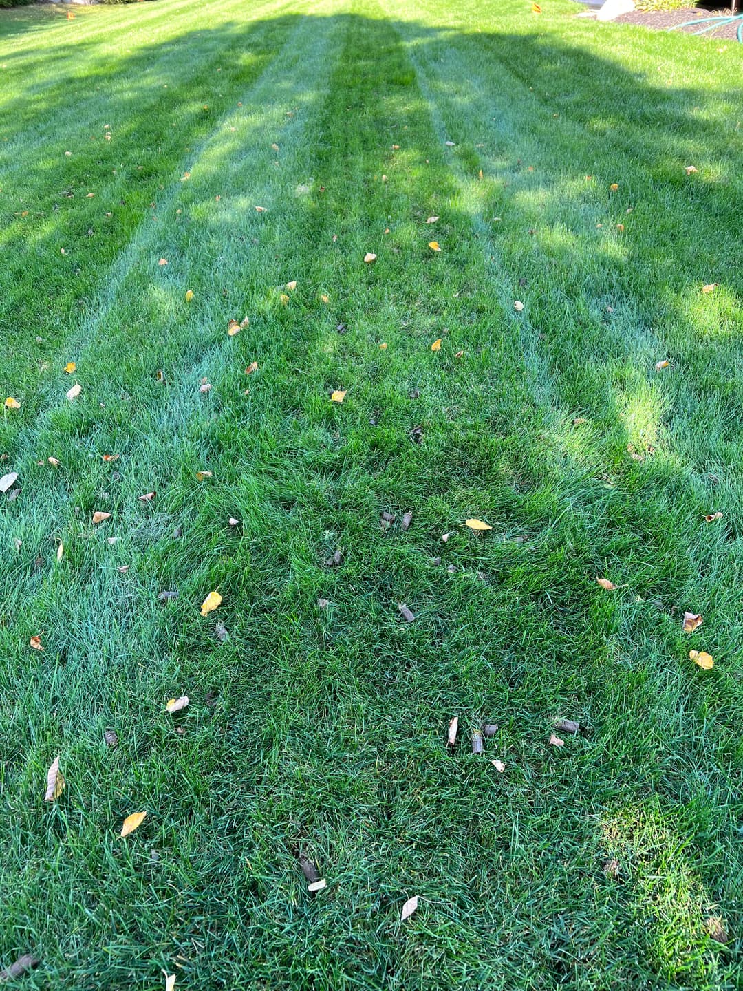 Freshly mowed lawn with visible stripes and scattered autumn leaves.