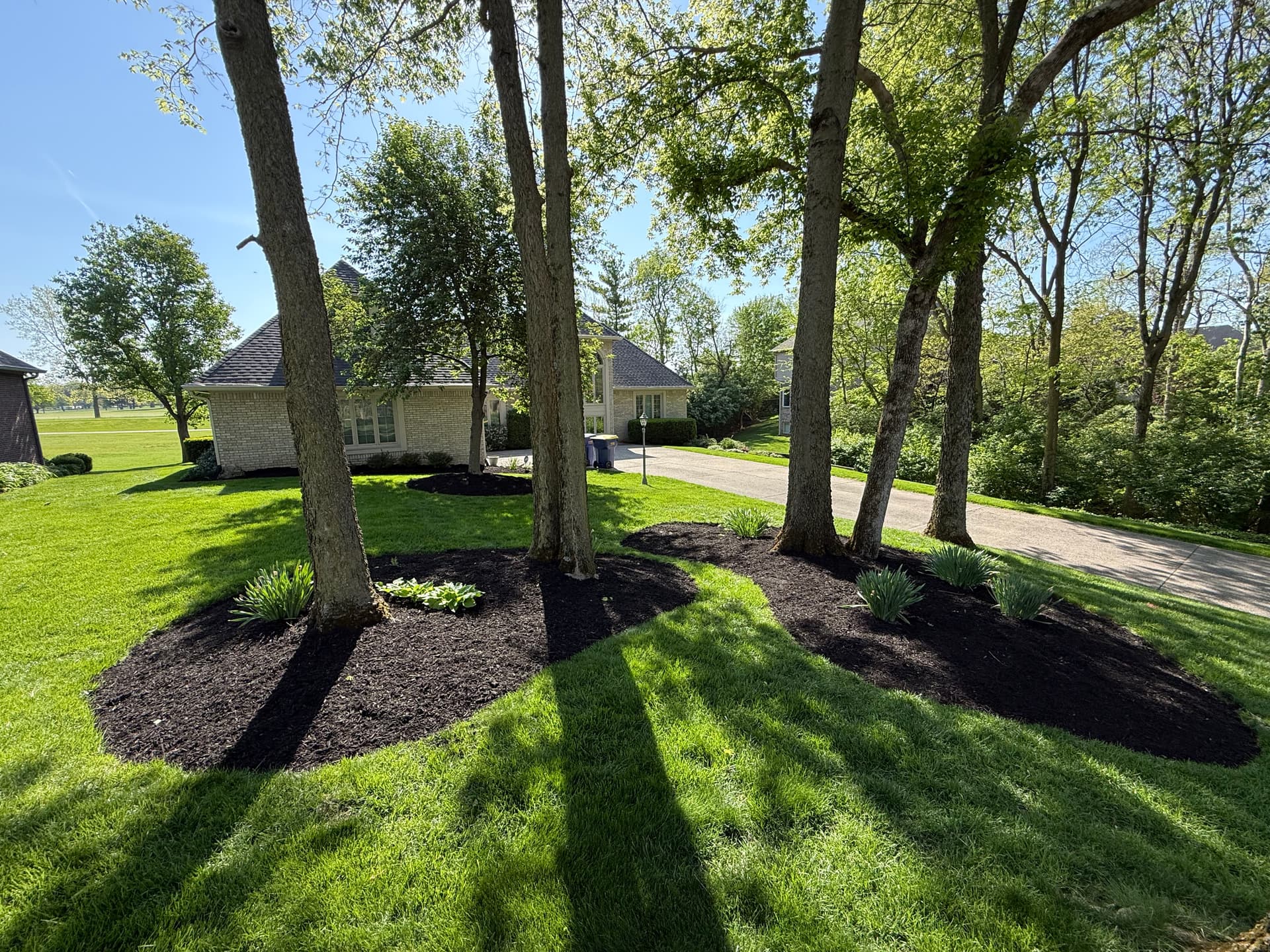 Fresh Black Mulch and Clean Bed Edges in Indianapolis image
