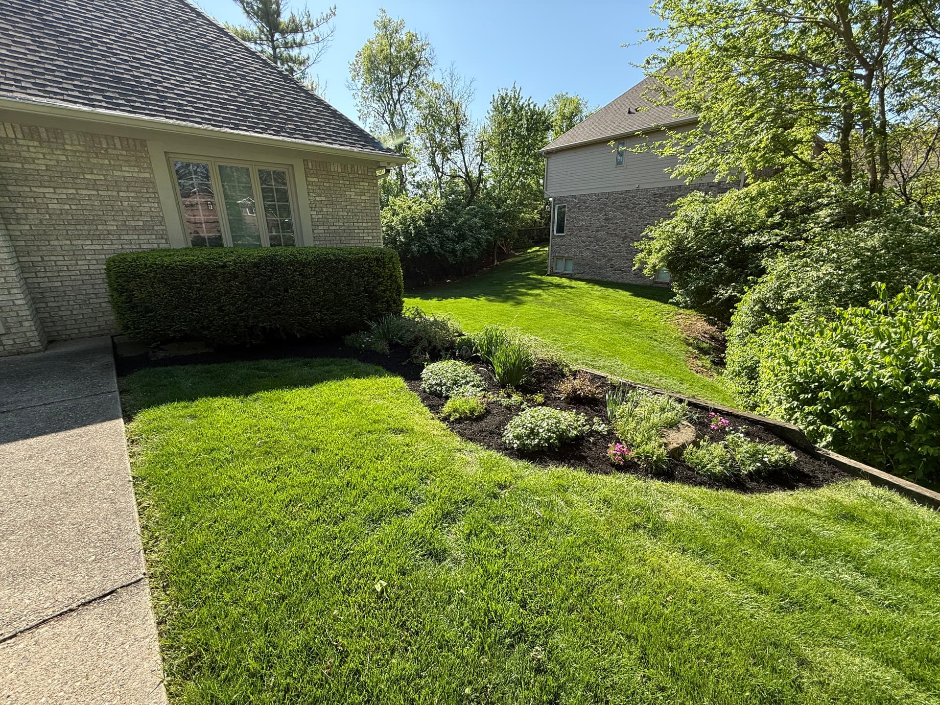 Gallery photos for Fresh Black Mulch and Clean Bed Edges in Indianapolis: Image #1