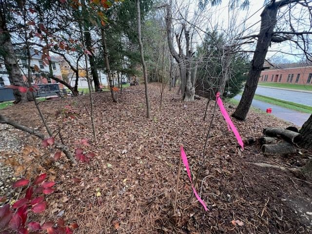 Gallery photos for Transform Your Yard with Our Expert Leaf Removal and Aeration Services: Image #1