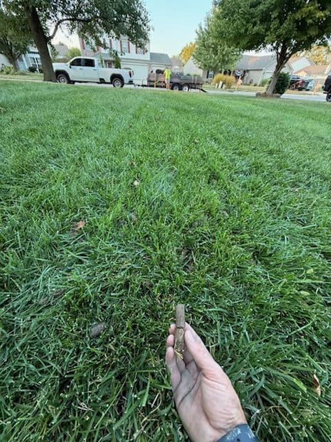 Gallery photos for Transform Your Yard with Our Expert Leaf Removal and Aeration Services: Image #3