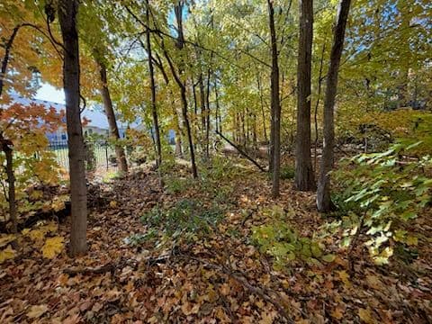 Gallery photos for Backyard Clean-Up in Carmel Indiana: Image #2