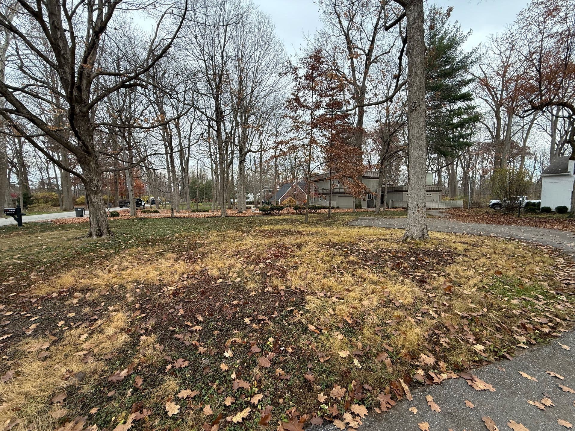 Gallery photos for Effective Leaf Cleanup in Indianapolis: Image #3